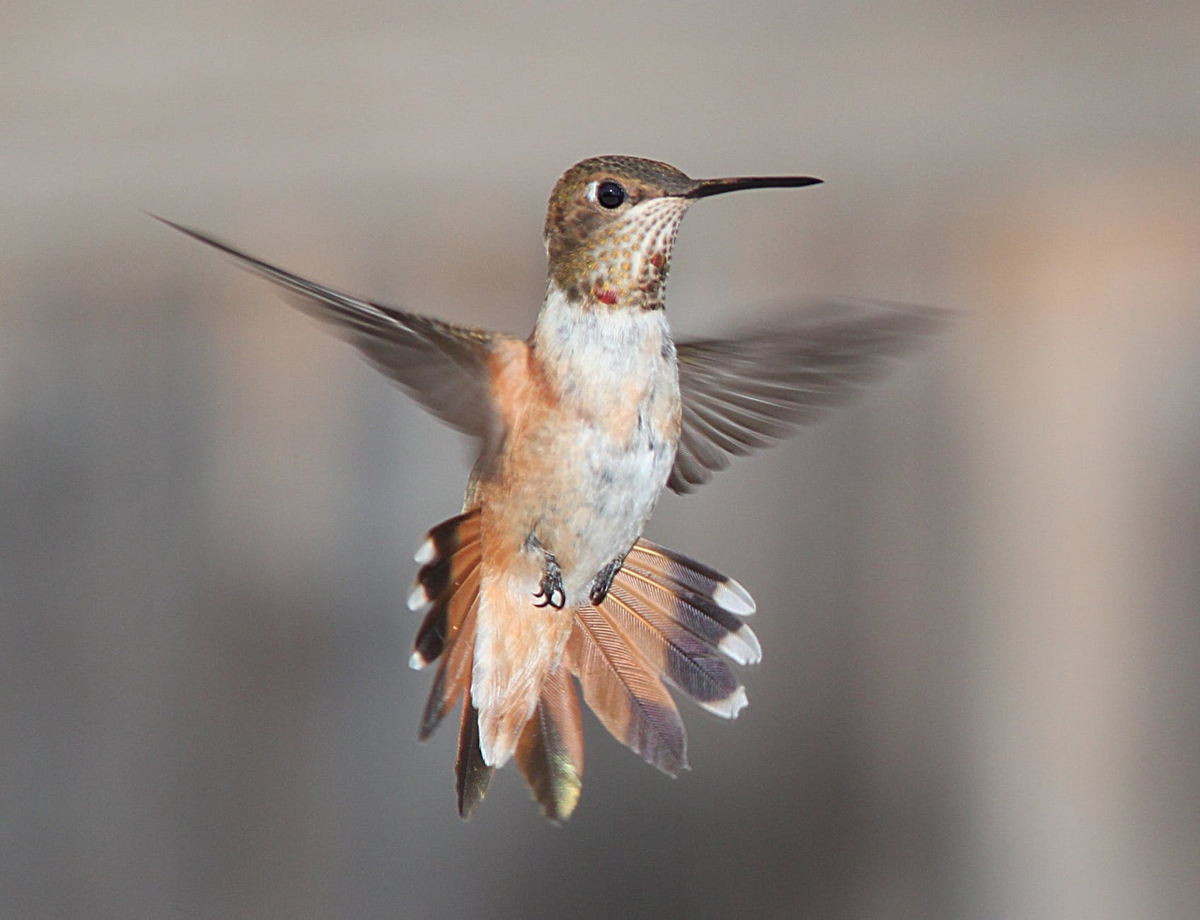 hummingbird-flying-portrait-wildlife-162223.jpeg